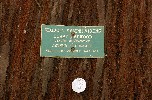 Plaque on redwood tree in Capitol Park planted in honor of Arthur Ohnimus in 1973 pursuant to Assembly Concurrent Resolution 93.
